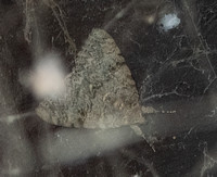 Joined underwing moth - Catocala junctura
