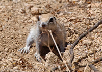 Round-tailed Ground Squirrel - Spermophilus tereticaudus