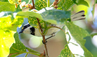 Black-throated Gray Warbler - Setophaga nigrescens (female)