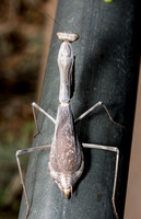 Bordered Mantis - Stagmomantis limbata