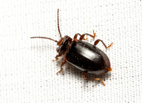 Fungus beetle - Aphorista morosa