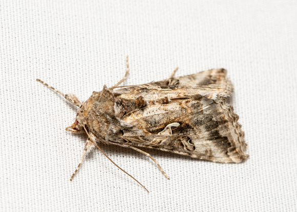 Alfalfa looper moth - Autographa californica