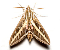 White-lined sphinx - Hyles lineata