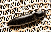 Click beetle - Elater sp.