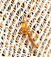 Short-tailed Ichneumon Wasp - Ophion sp.