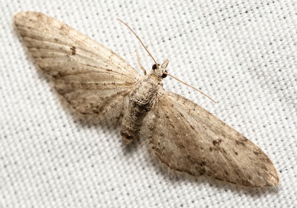 Pug Moth - Eupithecia sp.