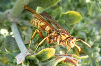 Paper wasp - Polistes apachus