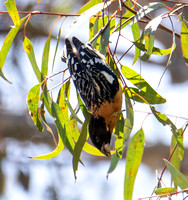 Black-headed Grosbeak - Pheucticus melanocephalus