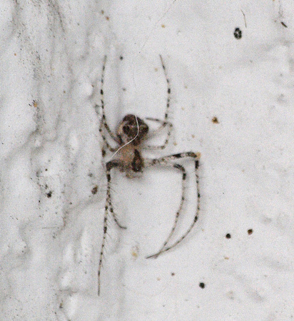 Pirate spider  - Reo eutypus or Mimetus sp.??