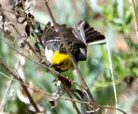 Hermit Warbler - Setophaga occidentalis