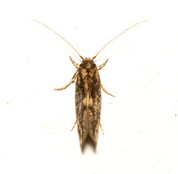 Detritus Moth - Opogona omoscopa