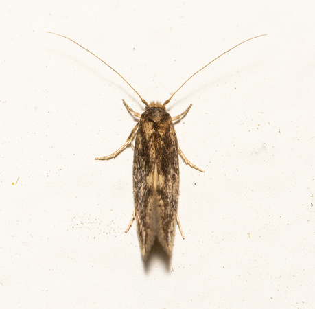 Detritus Moth - Opogona omoscopa