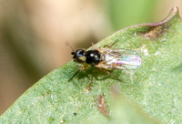 Frit fly - Family Chloropidae subfamily Oscinellinae