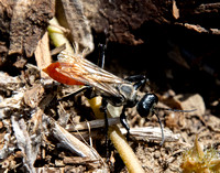 Sphecid wasp - Prionyx sp.