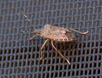 Brown Marmorated Stink Bug - Halyomorpha halys