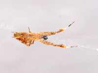 Diverse feather-legged spider - Uloborus diversus