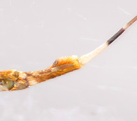 Diverse feather-legged spider - Uloborus diversus