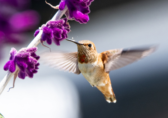 Allen's Hummingbird - Selasphorus sasin