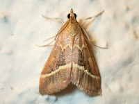 Volupial Mint Moth - Pyrausta volupialis