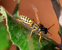 European paper wasp - Polistes dominula