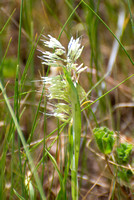 Goldentop Grass - Lamarckia aurea