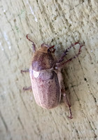 Dusty June beetle- Amblonoxia palpalis