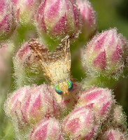 Sourbush Seed Fly - Acinia picturata