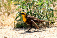 Yellow-headed Blackbird - Xanthocephalus xanthocephalus