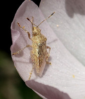 Scentless plant bug - Arhyssus sp.