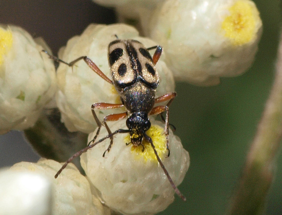 Flower longhorn beetle - Judolia sexspilota
