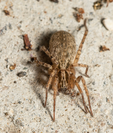 Ghost spider - Anyphaena pacifica