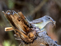 Ash-throated Flycatcher - Myiarchus cinerascens eating Gray bird grasshopper -Schistocera nitens