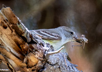 Ash-throated Flycatcher - Myiarchus cinerascens eating Gray bird grasshopper -Schistocera nitens