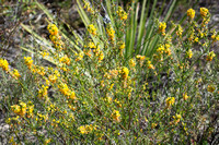 Common Deerweed (California Broom) - Acmispon glaber