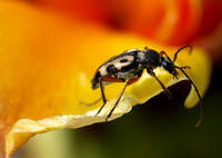 Flower Longhorn Beetle - Judolia sexspilota