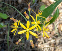Golden Stars - Bloomeria crocea