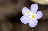 Flax-flowered Linanthus - Leptosiphon liniflorus
