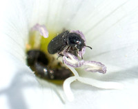 Flower beetle - Unidentified sp.  family Melyridae