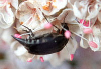 Tumbling flower beetle - Unidentified sp. Mordellidae family