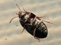 Darkling beetle - Gondwanocrypticus platensis