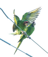 Mitred Parakeet - Psittacara mitratus