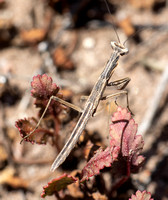 Ground mantis - Litaneutria pacifica