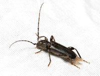 Long-horned beetle - Phymatodes grandis