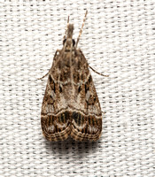 Crambid moth - Eudonia sp.