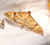 Crambid moth - Mimorista subcostalis