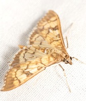 Crambid moth - Mimorista subcostalis