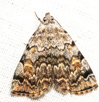 American idia moth - Idia americalis