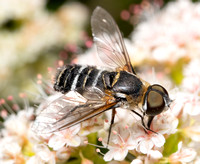 Bee fly - Villa sp.