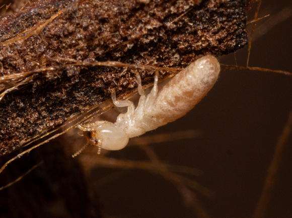 Western drywood termites - Incisitermes minor