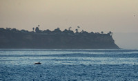 A dolphin of Palos Verdes